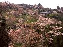 桜咲く吉野の山